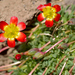 Calandrinia caespitosa - Photo (c) danielaperezorellana, μερικά δικαιώματα διατηρούνται (CC BY-NC)