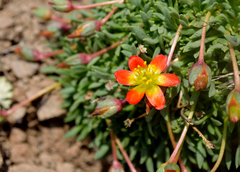 Calandrinia caespitosa