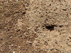 Pogonomyrmex occidentalis