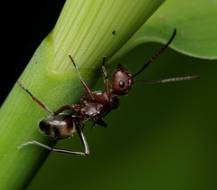 Polyrhachis schenckii