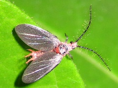 Drosicha corpulenta