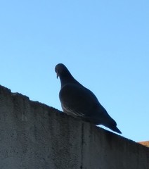 Columba livia