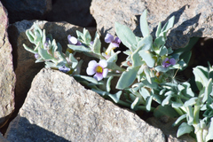 Melosperma andicola