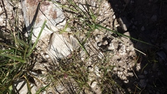 Hilaria rigida