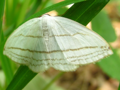 Ditrigona conflexaria