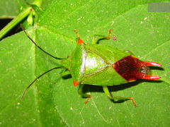 Acanthosoma labiduroides