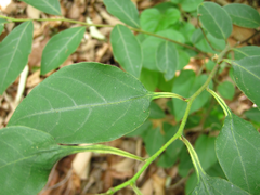 Lindera glauca
