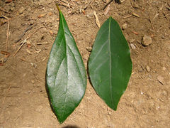 Lindera erythrocarpa