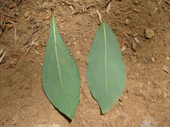 Lindera glauca