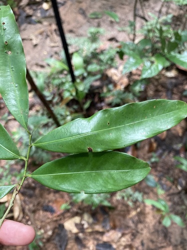 Ouratea discophora