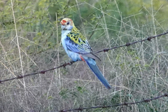 Platycercus eximius x adscitus