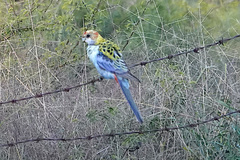 Platycercus eximius x adscitus