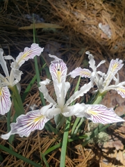 Iris tenuissima