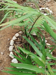 Ceratozamia