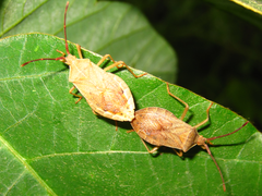 Homoeocerus dilatatus