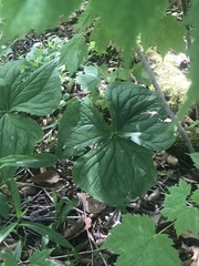 Trillium erectum