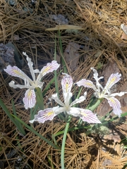 Iris tenuissima