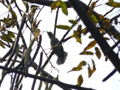 Thamnophilus multistriatus