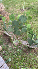 Opuntia tardospina