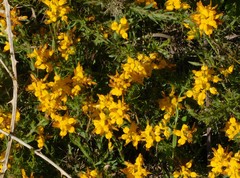 Genista tournefortii