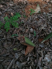 Acanthocereus hesperius