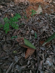 Acanthocereus hesperius