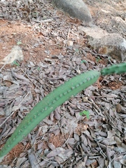 Acanthocereus hesperius