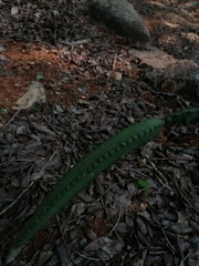 Acanthocereus hesperius