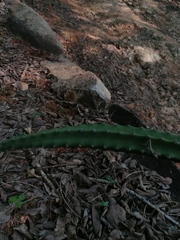 Acanthocereus hesperius