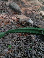 Acanthocereus hesperius