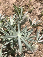 Lupinus leucophyllus