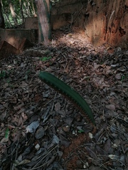 Acanthocereus hesperius