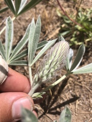 Lupinus leucophyllus