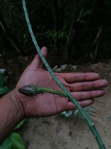 Acanthocereus fosterianus (Acanthocereus fosterianus)