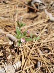 Microsteris gracilis