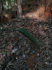 Acanthocereus hesperius