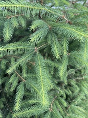 Picea