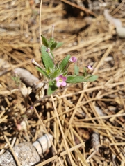 Microsteris gracilis