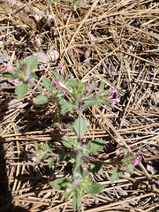 Microsteris gracilis