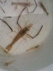 Macrobrachium acanthurus