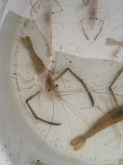 Macrobrachium acanthurus