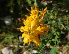 Genista tournefortii