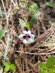 Viola cuneata