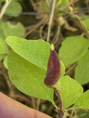 Phyllocoptes triacis