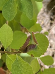 Phyllocoptes triacis