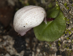 Corybas barbarae