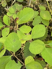 Phyllocoptes triacis