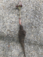 Magnoliopsida