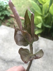 Magnoliopsida