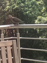 Streptopelia semitorquata